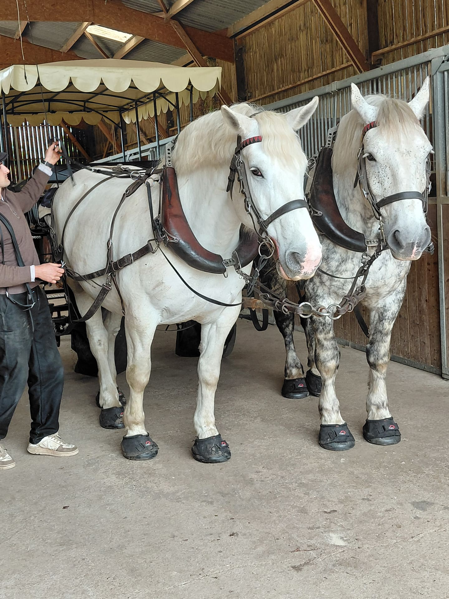 L'authentique cheval percheron